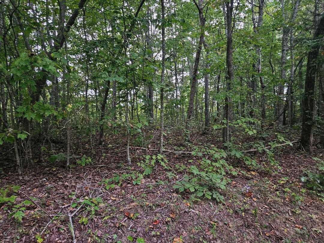 0 Sells Cemetery Road Wilder TN 38589