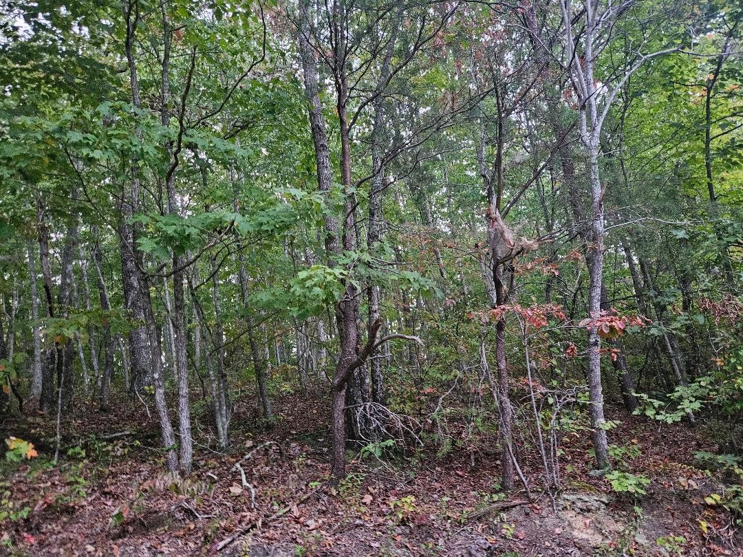 0 Sells Cemetery Road Wilder TN 38589