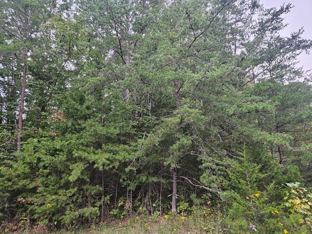 0 Sells Cemetery Road Wilder TN 38589