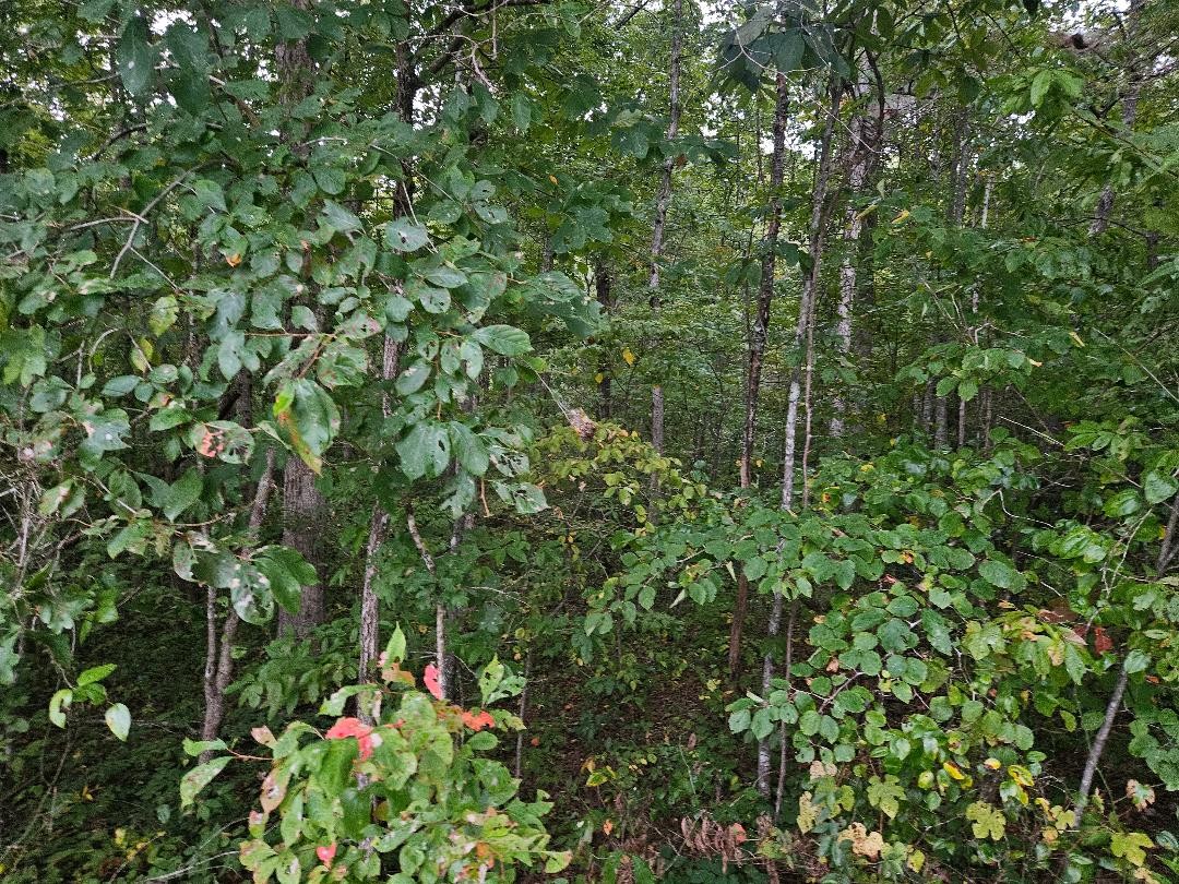 0 Sells Cemetery Road Wilder TN 38589