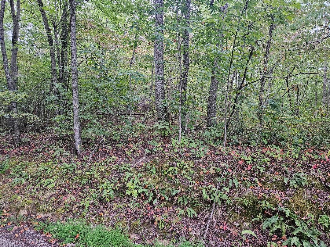 0 Sells Cemetery Road Wilder TN 38589