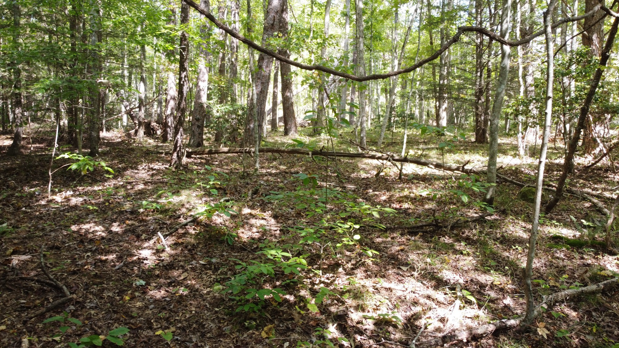 11 Camp Creek Road Spencer TN 38585