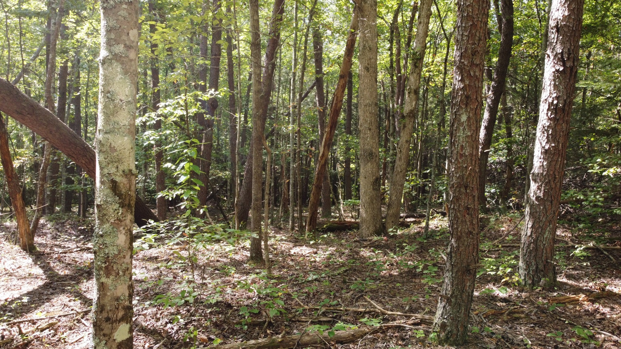 11 Camp Creek Road Spencer TN 38585