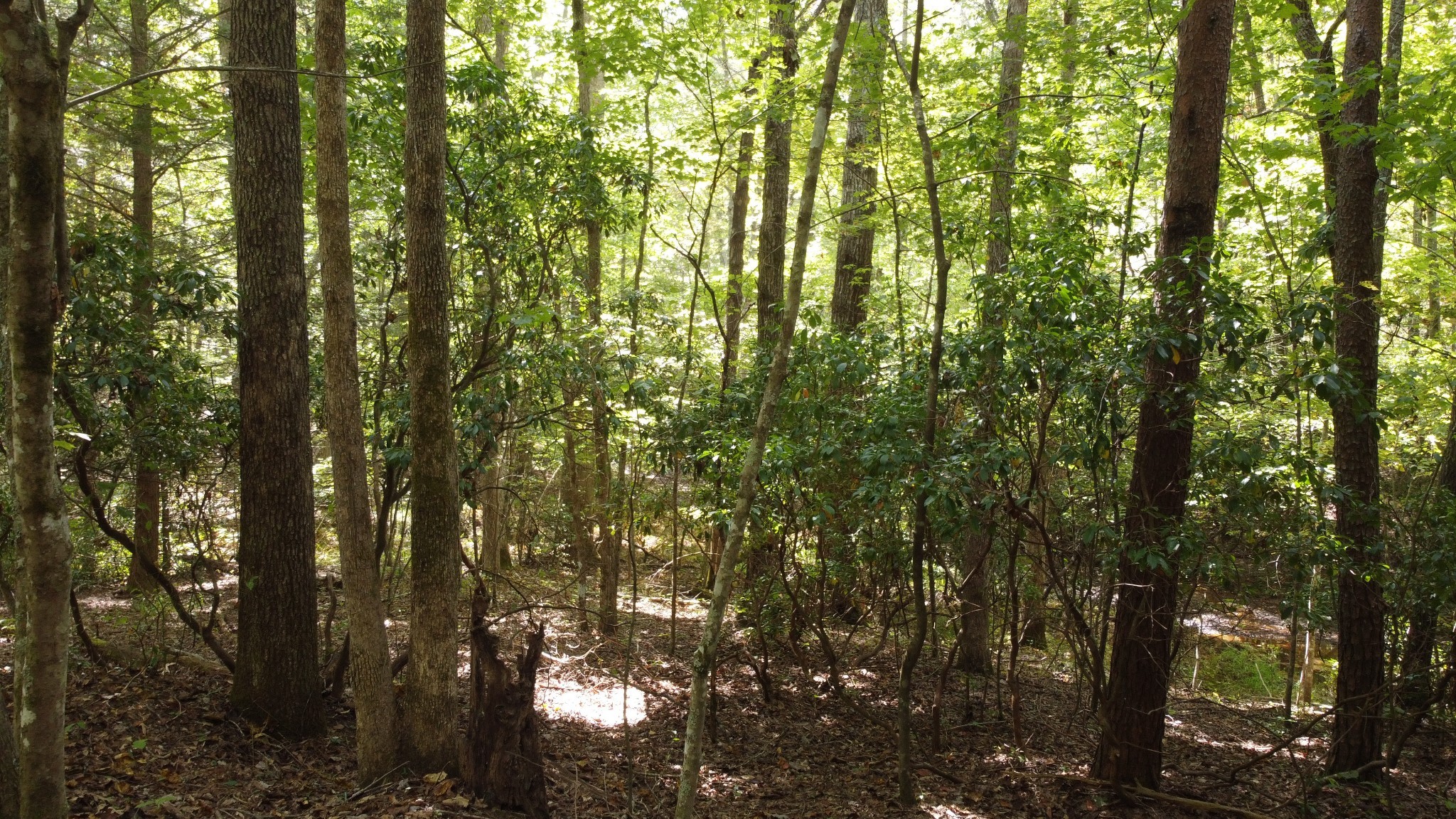 11 Camp Creek Road Spencer TN 38585