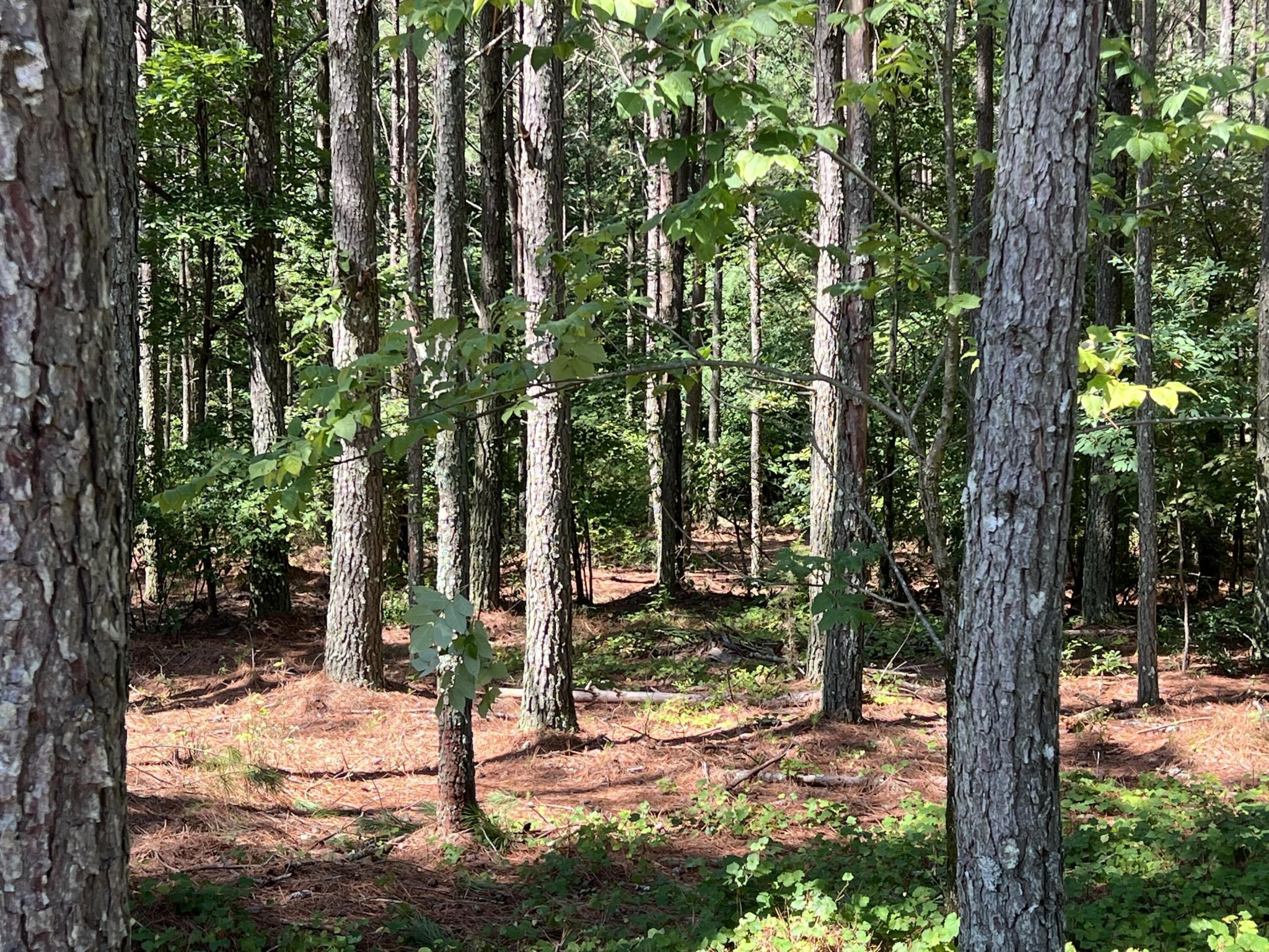 940 Crockett Point Jasper TN 37347