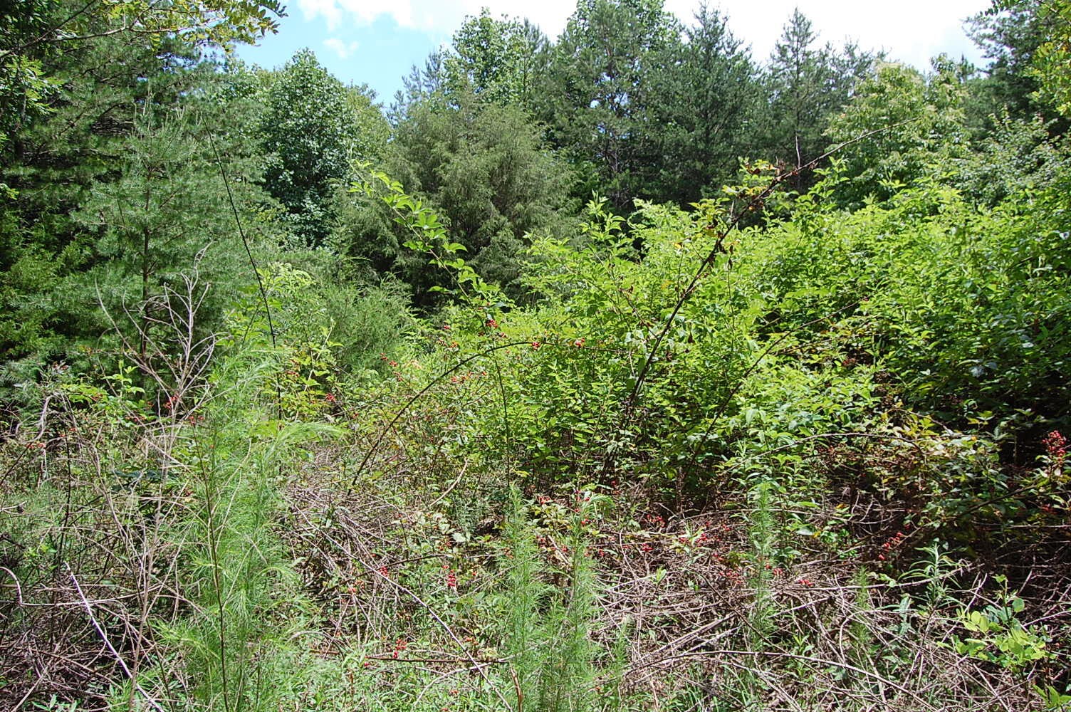 36 Stone Creek Trail Dunlap TN 37327