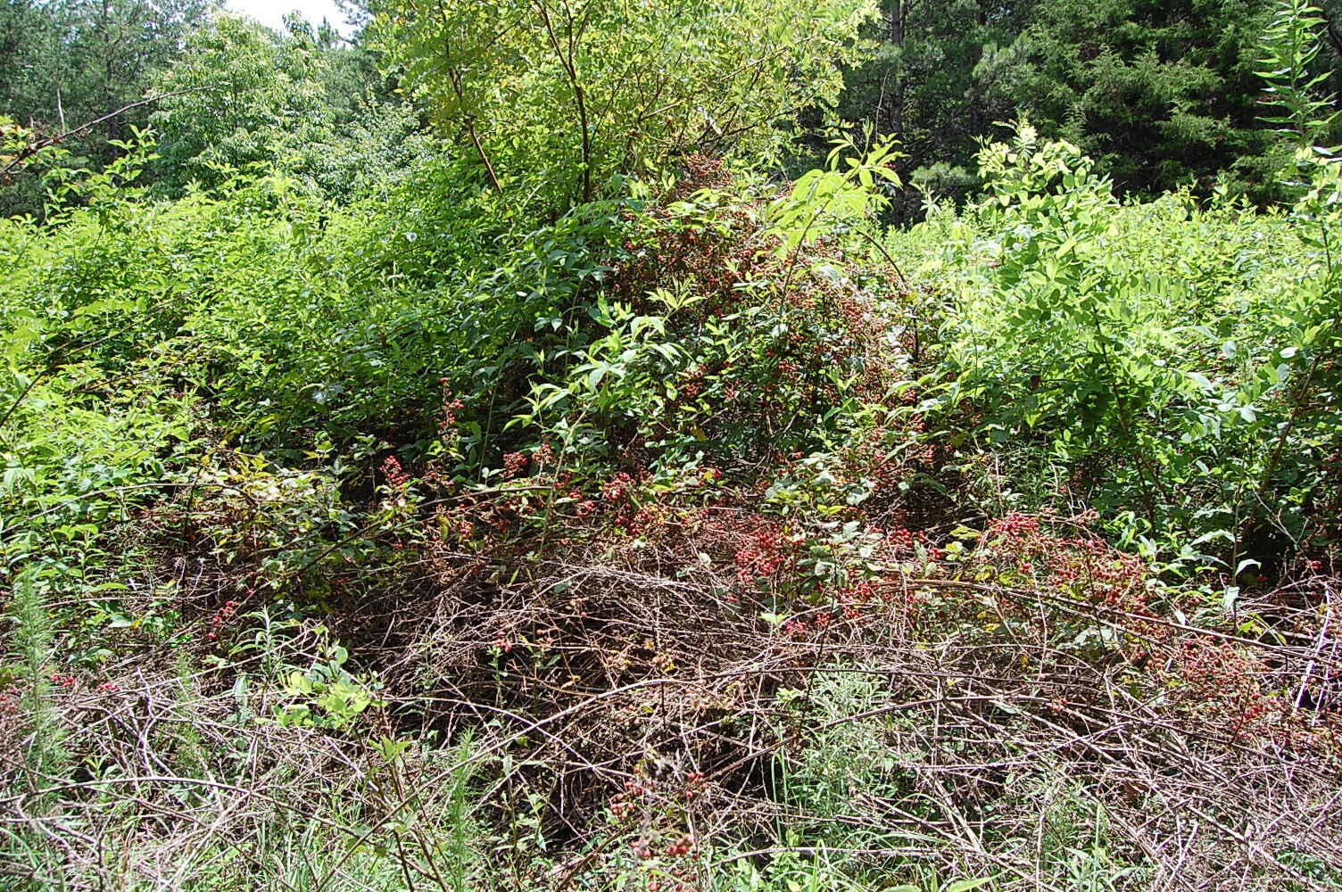 36 Stone Creek Trail Dunlap TN 37327