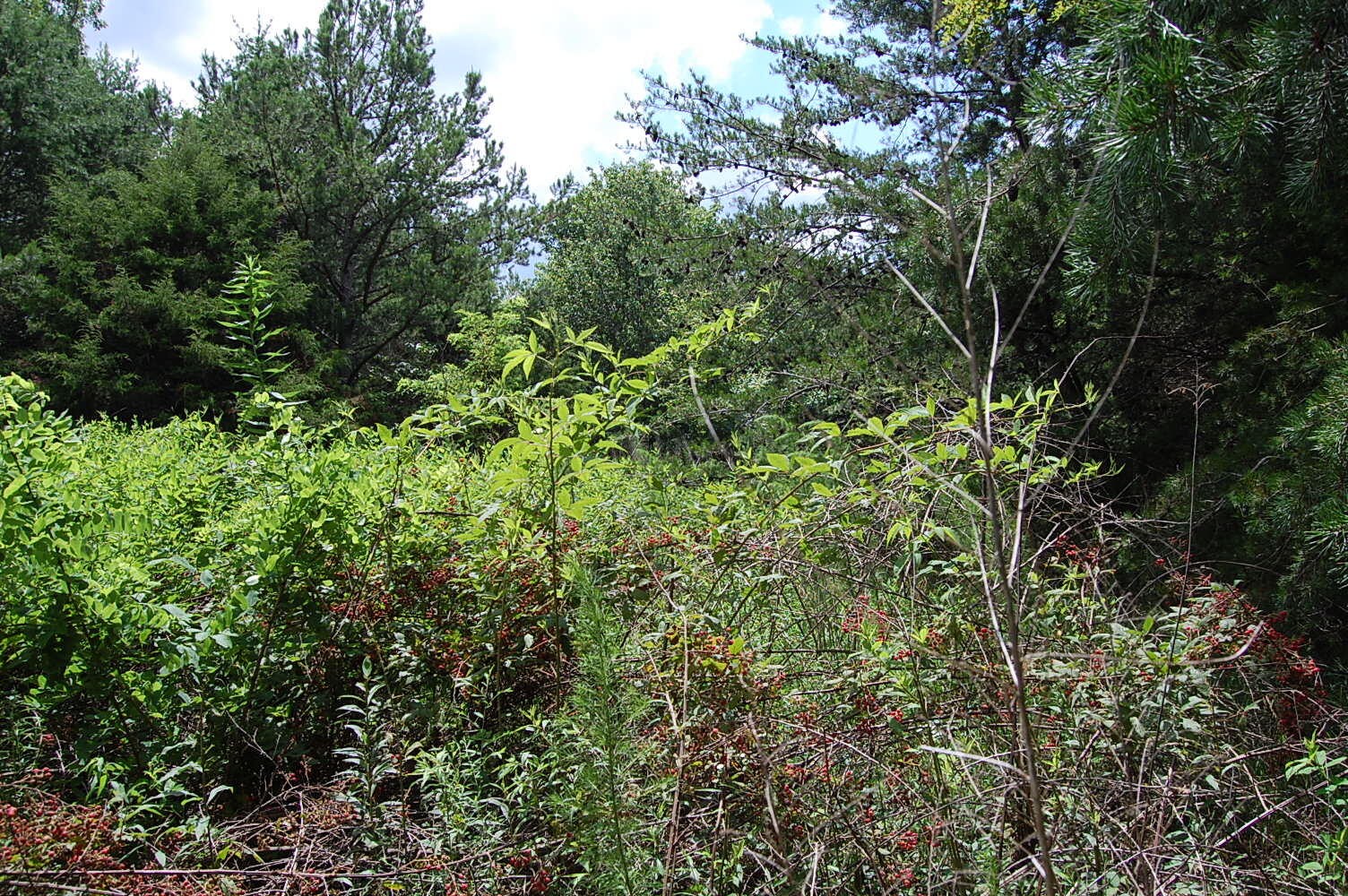 36 Stone Creek Trail Dunlap TN 37327