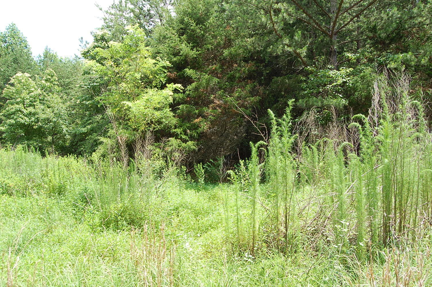 36 Stone Creek Trail Dunlap TN 37327
