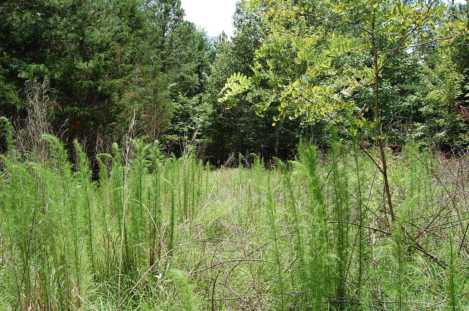 36 Stone Creek Trail Dunlap TN 37327