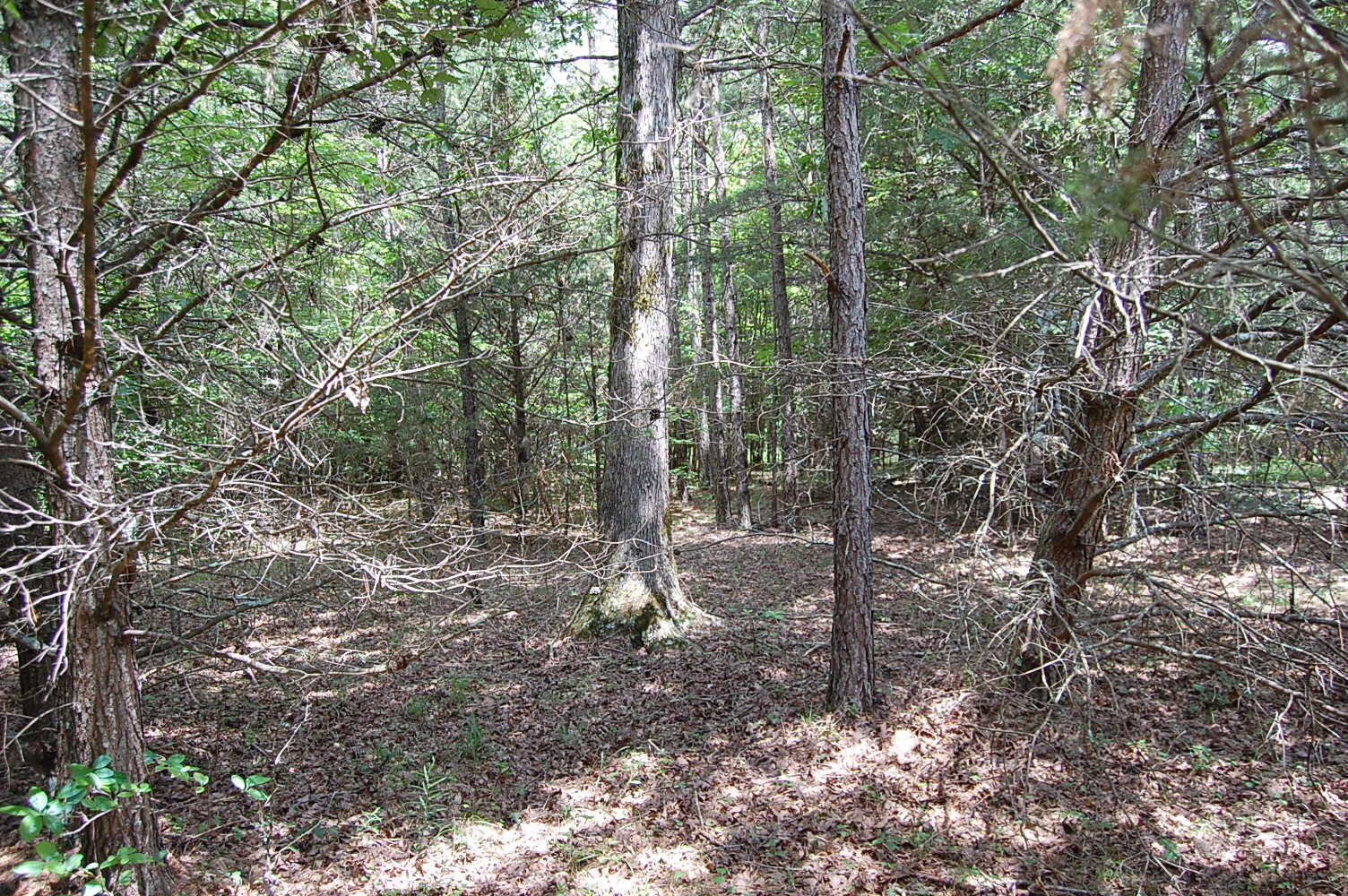 36 Stone Creek Trail Dunlap TN 37327