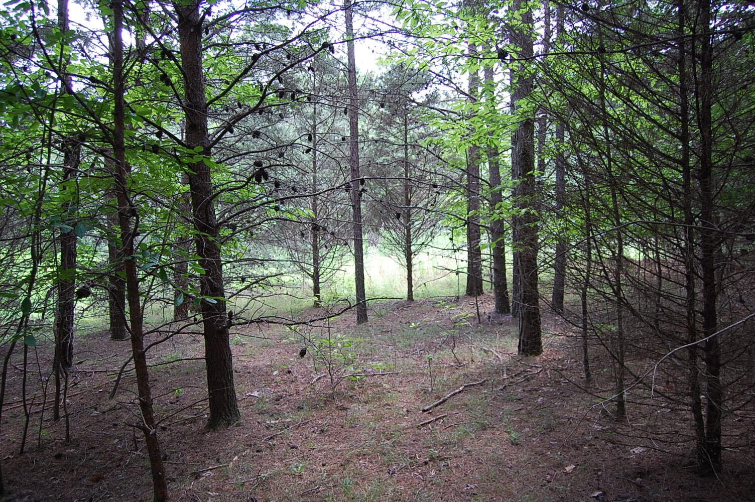 36 Stone Creek Trail Dunlap TN 37327