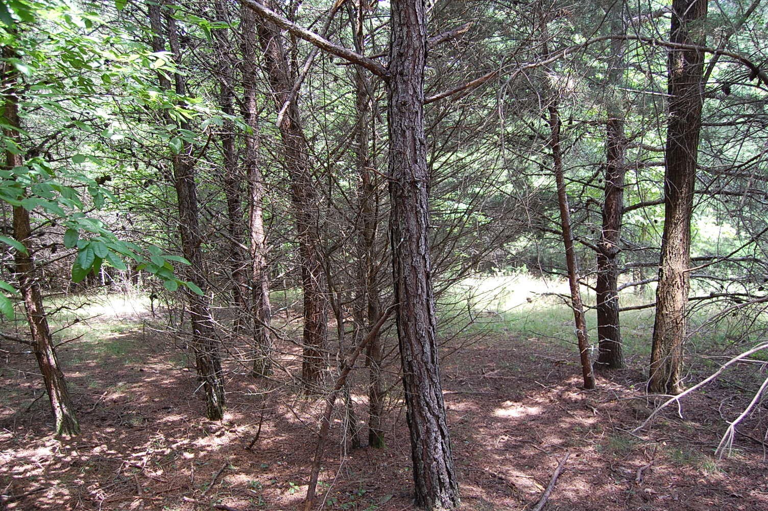 36 Stone Creek Trail Dunlap TN 37327