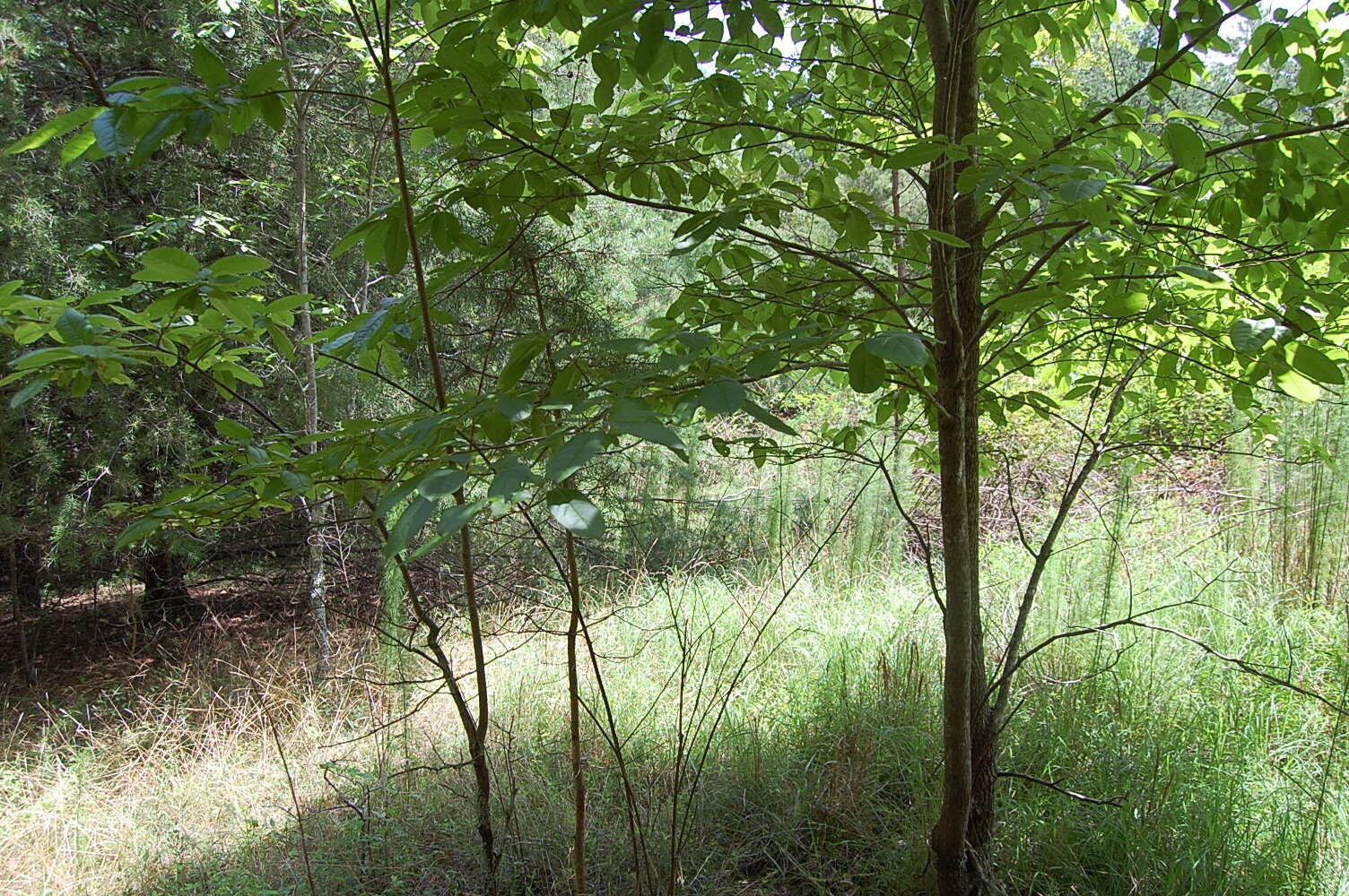 36 Stone Creek Trail Dunlap TN 37327