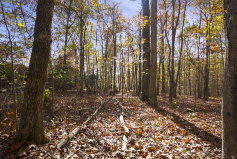 524 Sweetberry Drive Monteagle TN 37356