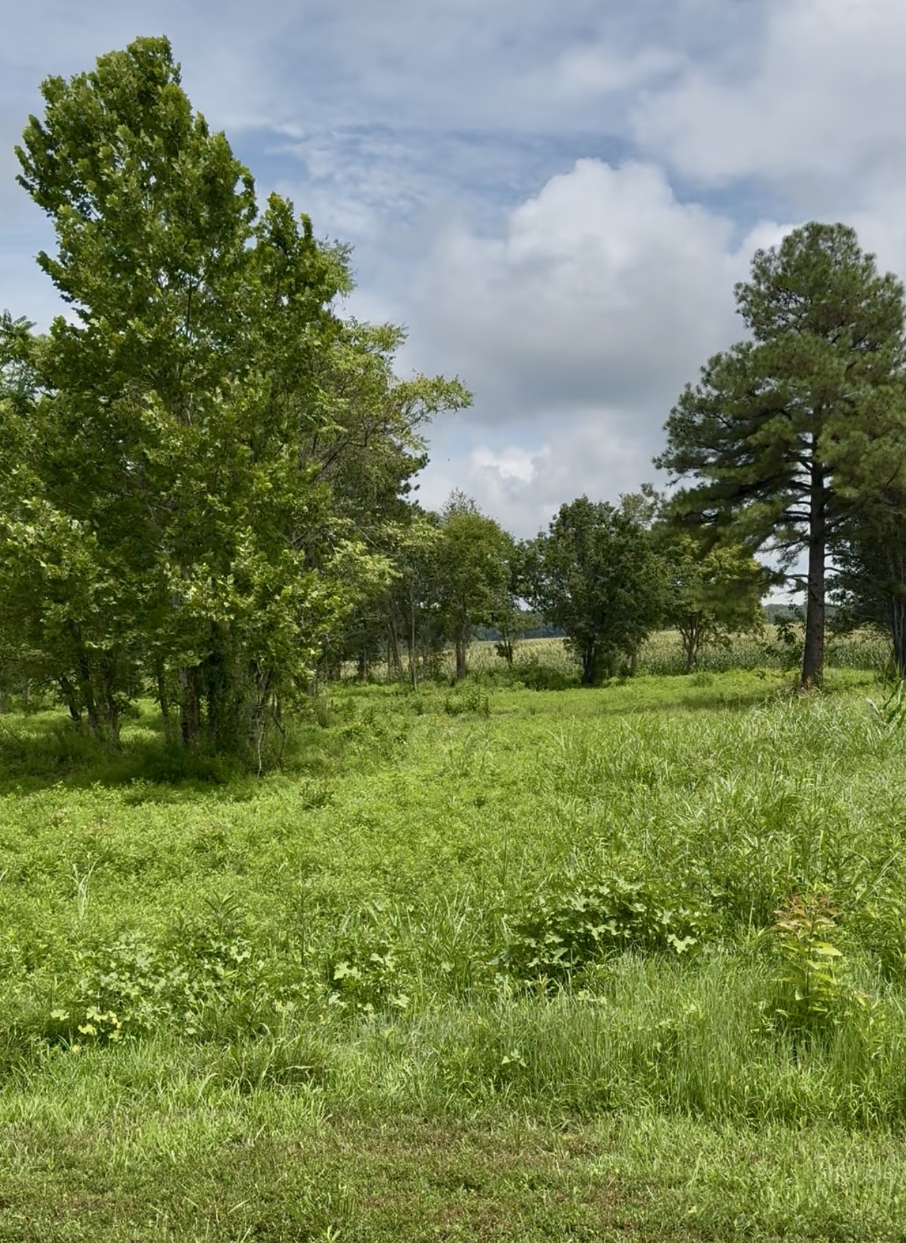 255 Shoals Road Rock Island TN 38581