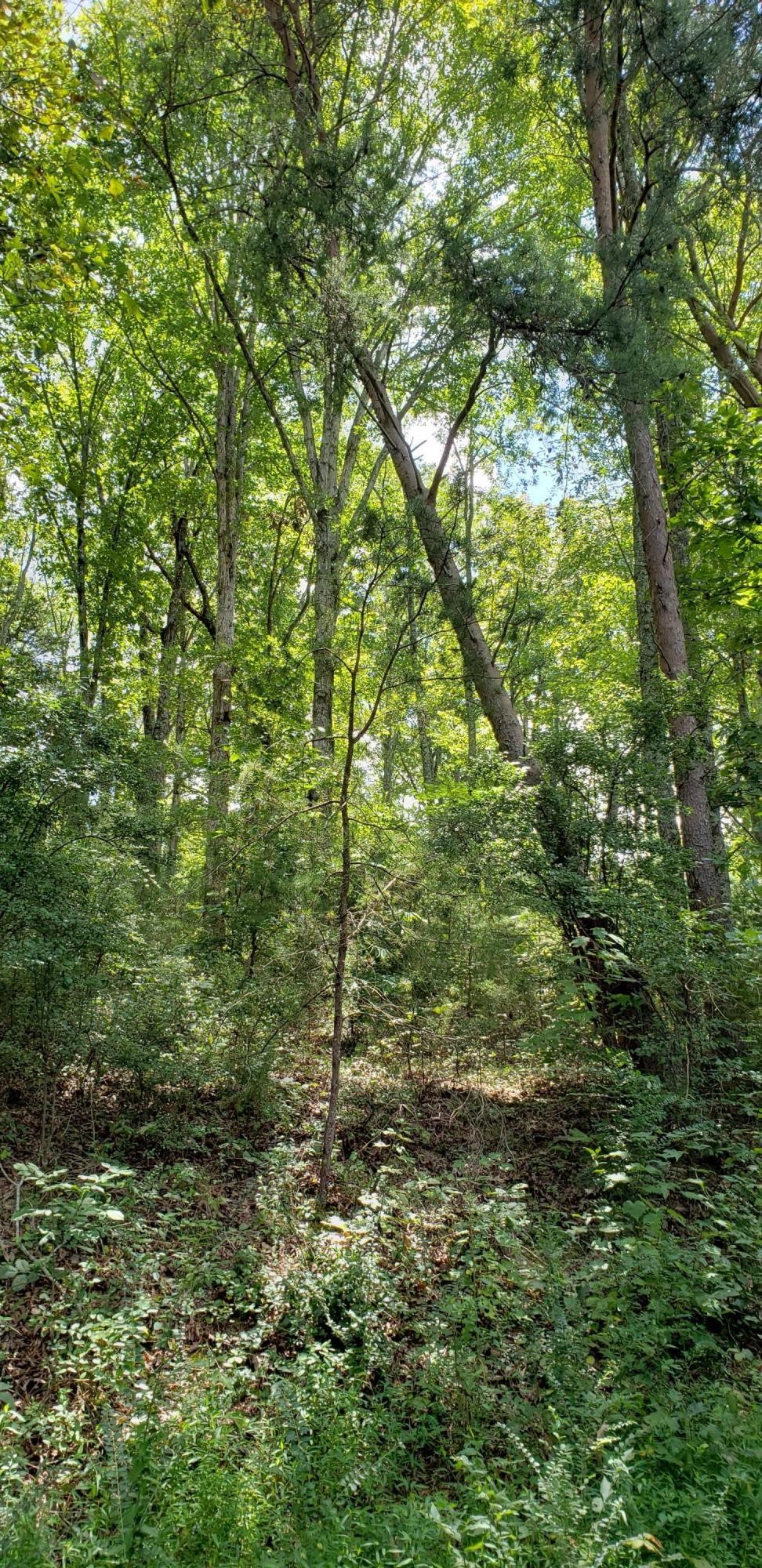 0 Treeline Drive Dunlap TN 37327