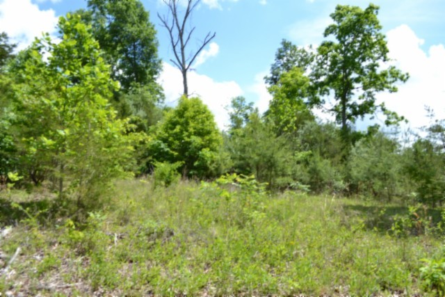 0 Beauchamp Road Burkesville KY 42717