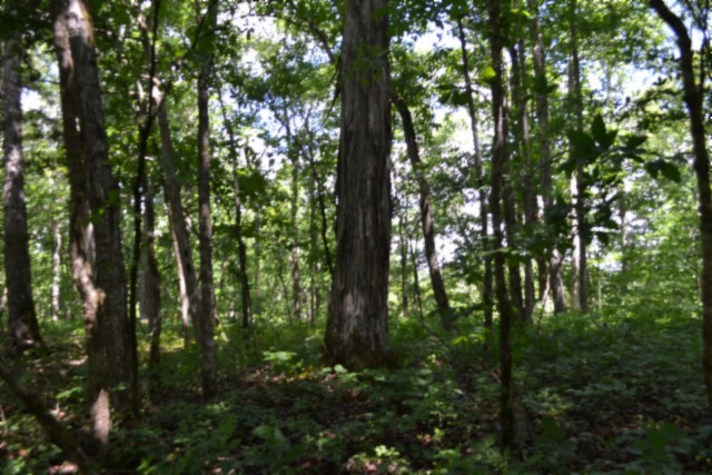 0 Beauchamp Road Burkesville KY 42717