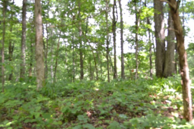 0 Beauchamp Road Burkesville KY 42717