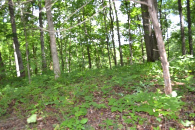 0 Beauchamp Road Burkesville KY 42717