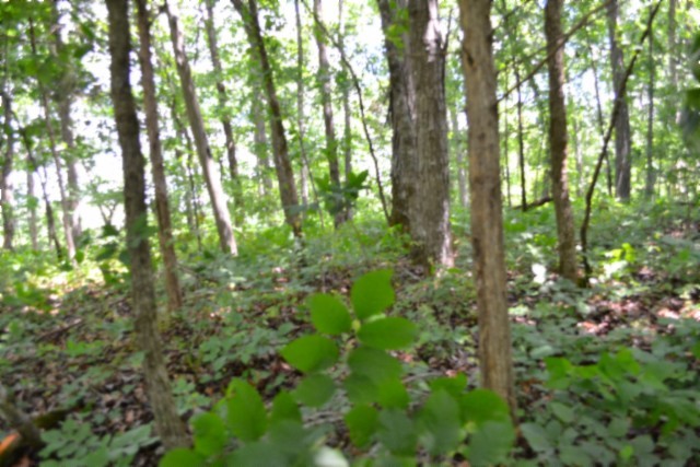 0 Beauchamp Road Burkesville KY 42717