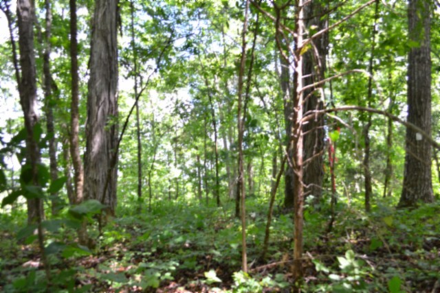 0 Beauchamp Road Burkesville KY 42717