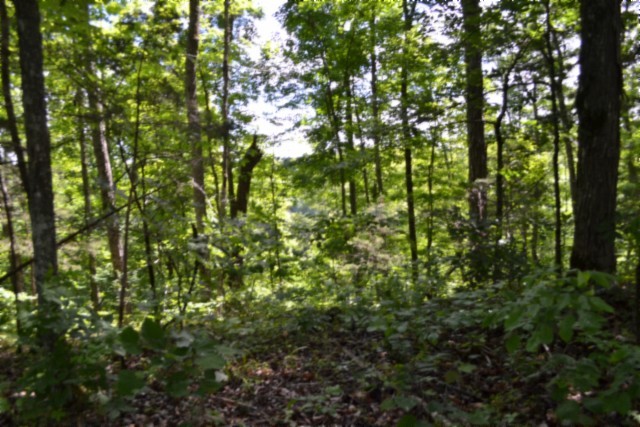 0 Beauchamp Road Burkesville KY 42717