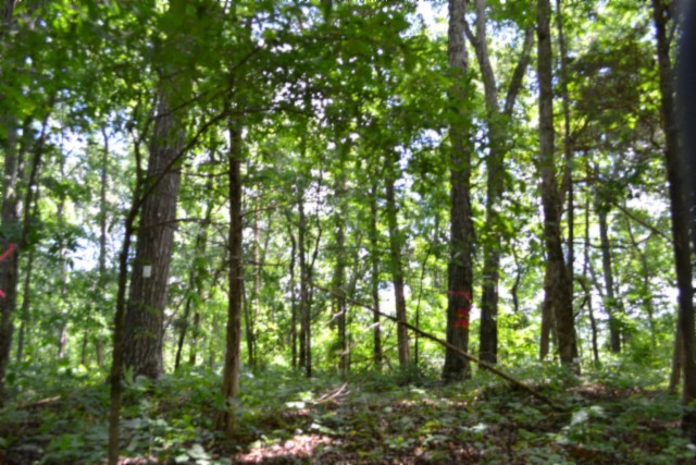 0 Beauchamp Road Burkesville KY 42717