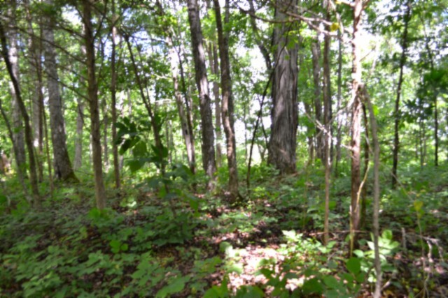 0 Beauchamp Road Burkesville KY 42717