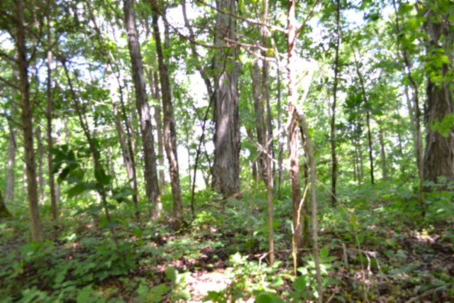 0 Beauchamp Road Burkesville KY 42717