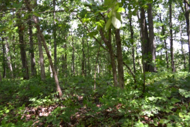0 Beauchamp Road Burkesville KY 42717