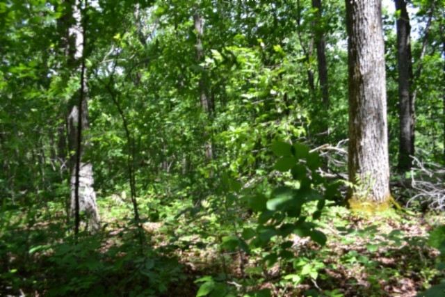 0 Beauchamp Road Burkesville KY 42717