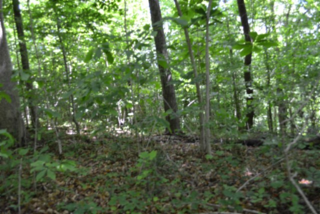 0 Beauchamp Road Burkesville KY 42717
