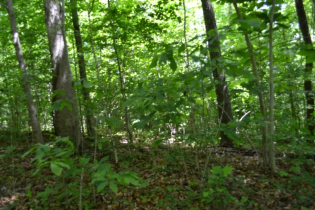 0 Beauchamp Road Burkesville KY 42717