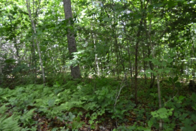0 Beauchamp Road Burkesville KY 42717