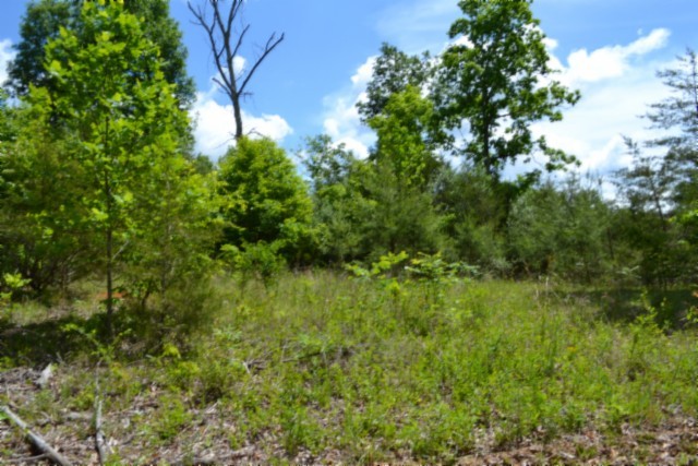0 Beauchamp Road Burkesville KY 42717