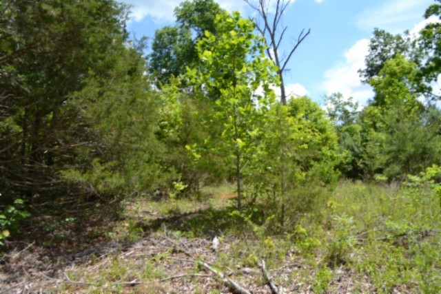 0 Beauchamp Road Burkesville KY 42717