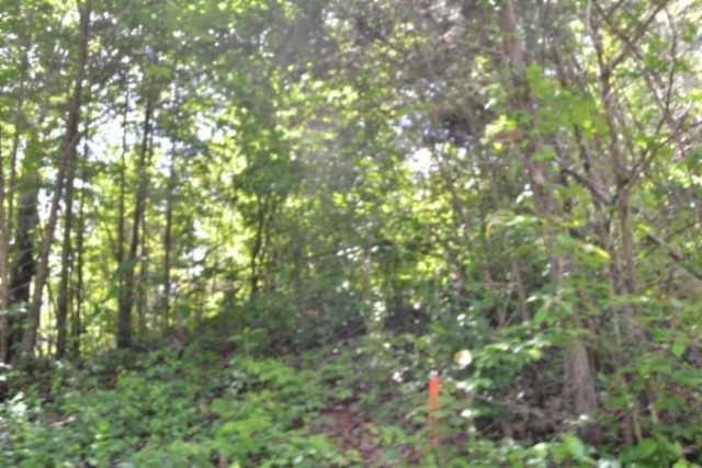 0 Beauchamp Road Burkesville KY 42717