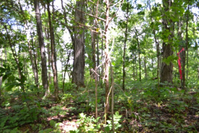 0 Beauchamp Road Burkesville KY 42717