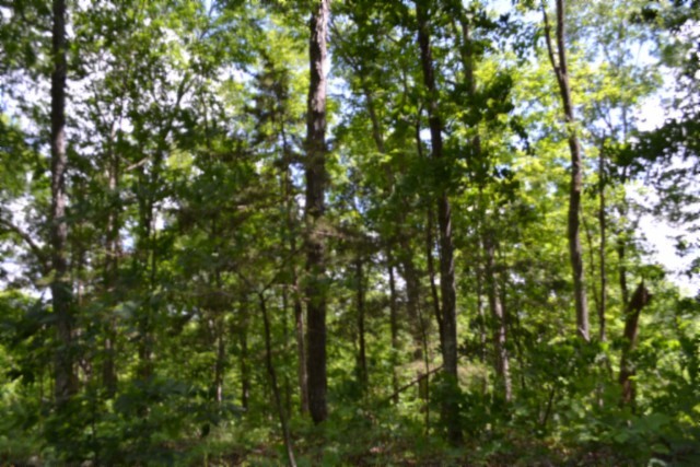 0 Beauchamp Road Burkesville KY 42717