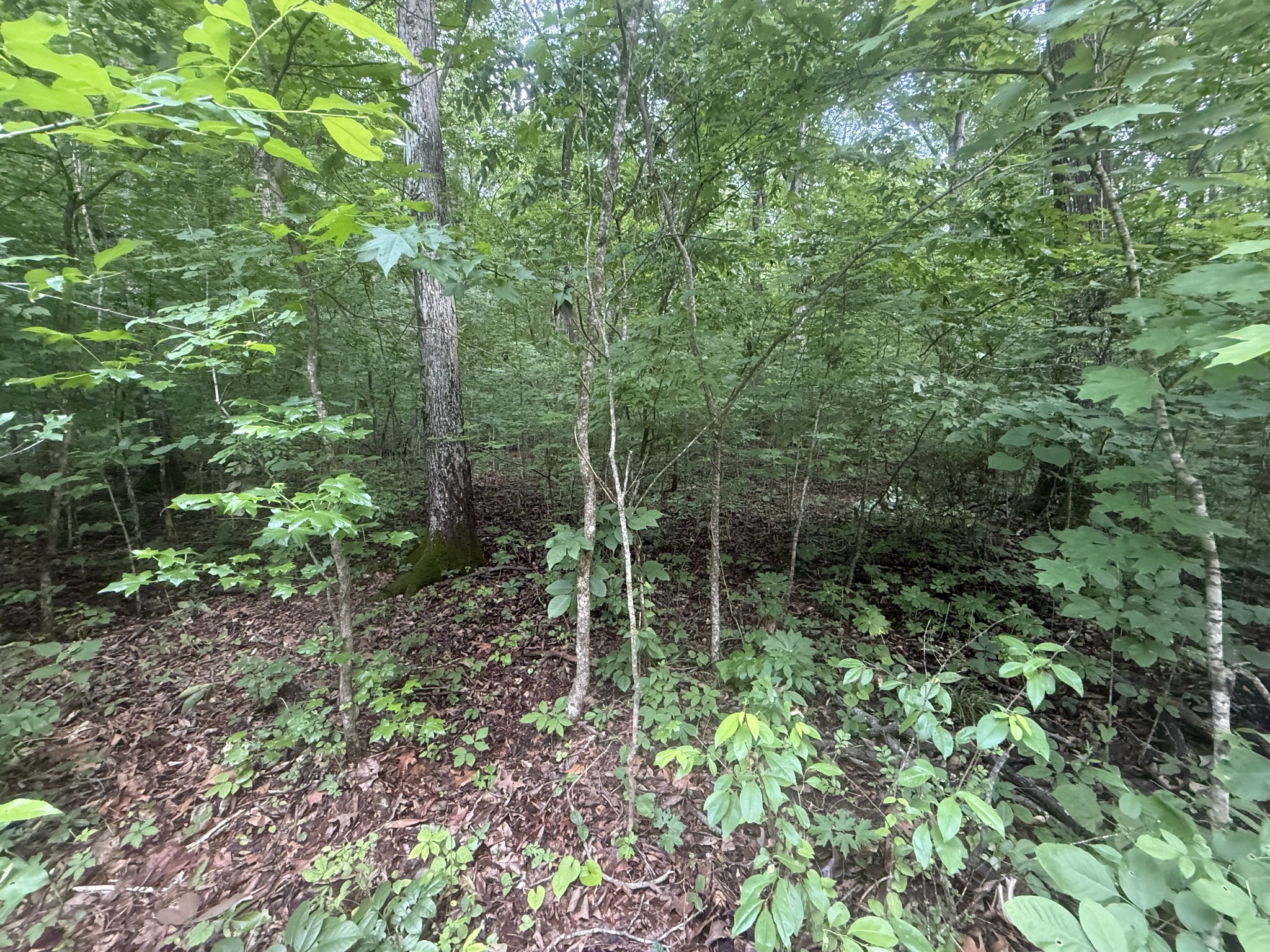 0 Caney Branch Road Stewart TN 37175