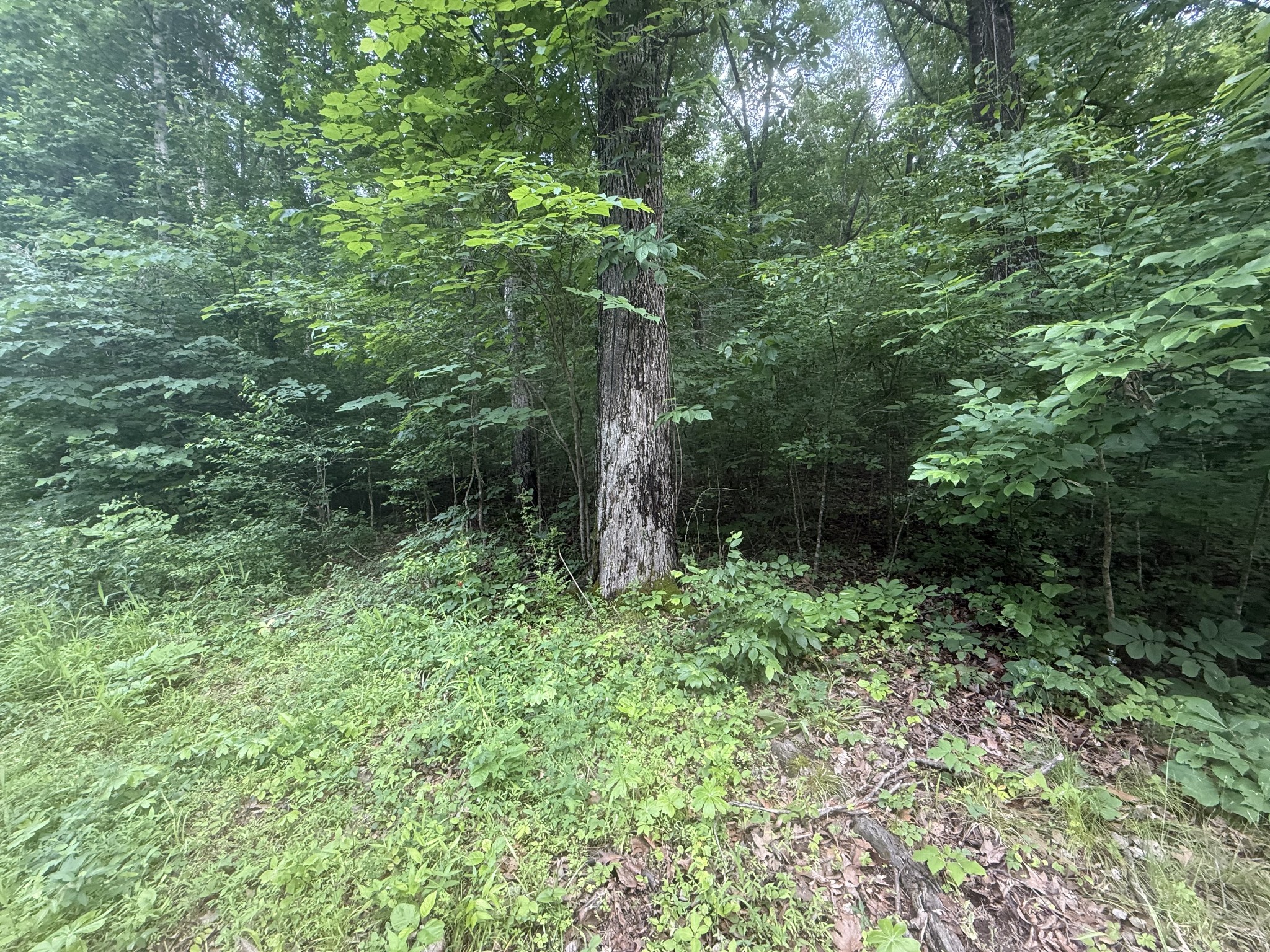 0 Caney Branch Road Stewart TN 37175