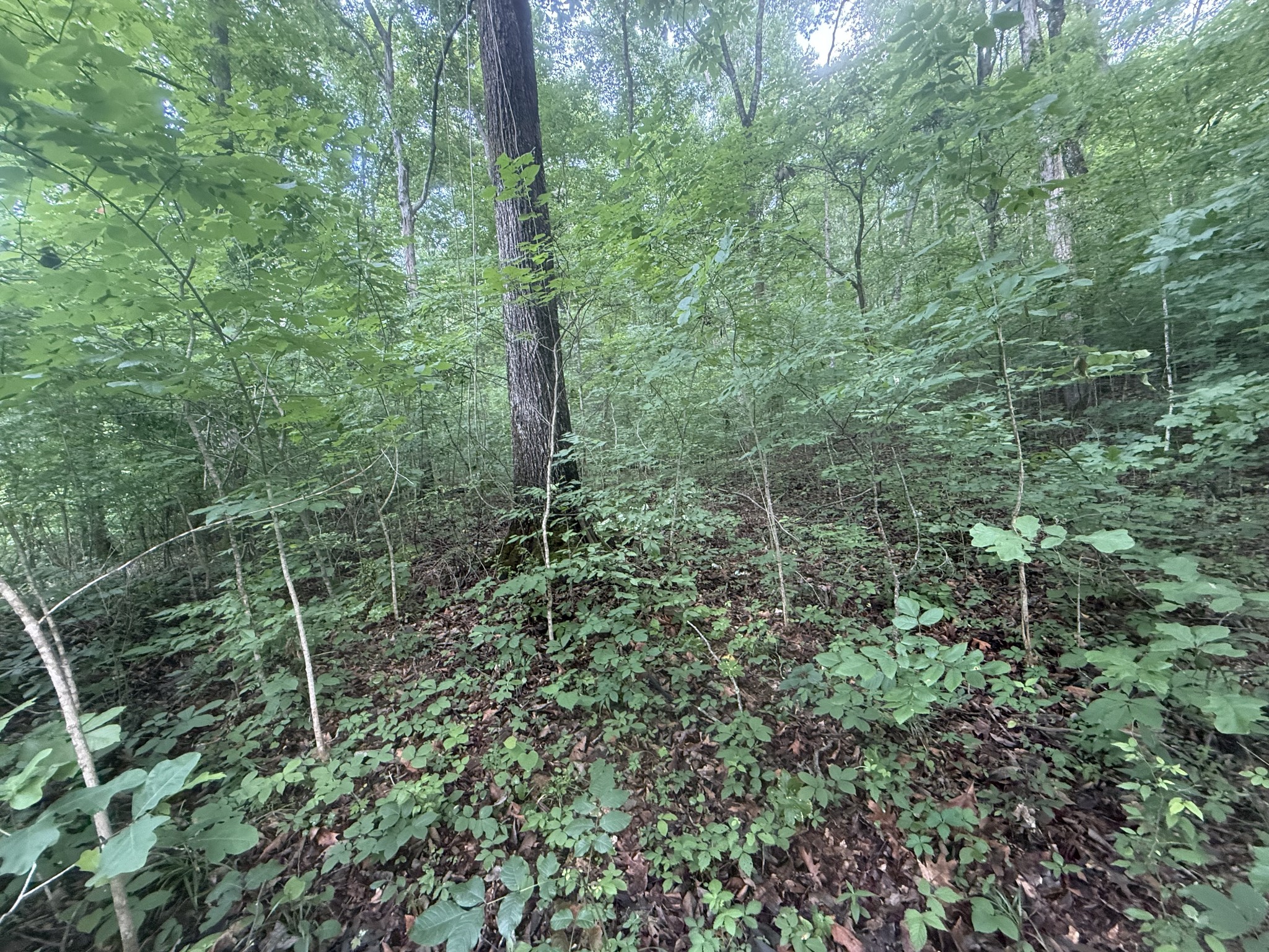 0 Caney Branch Road Stewart TN 37175