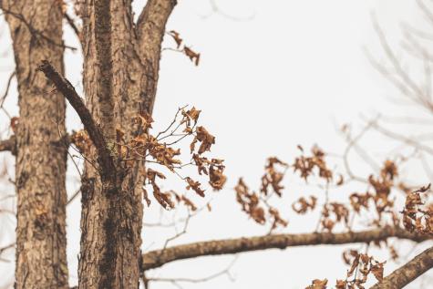 1555 Palmer Firetower Road Palmer TN 37365