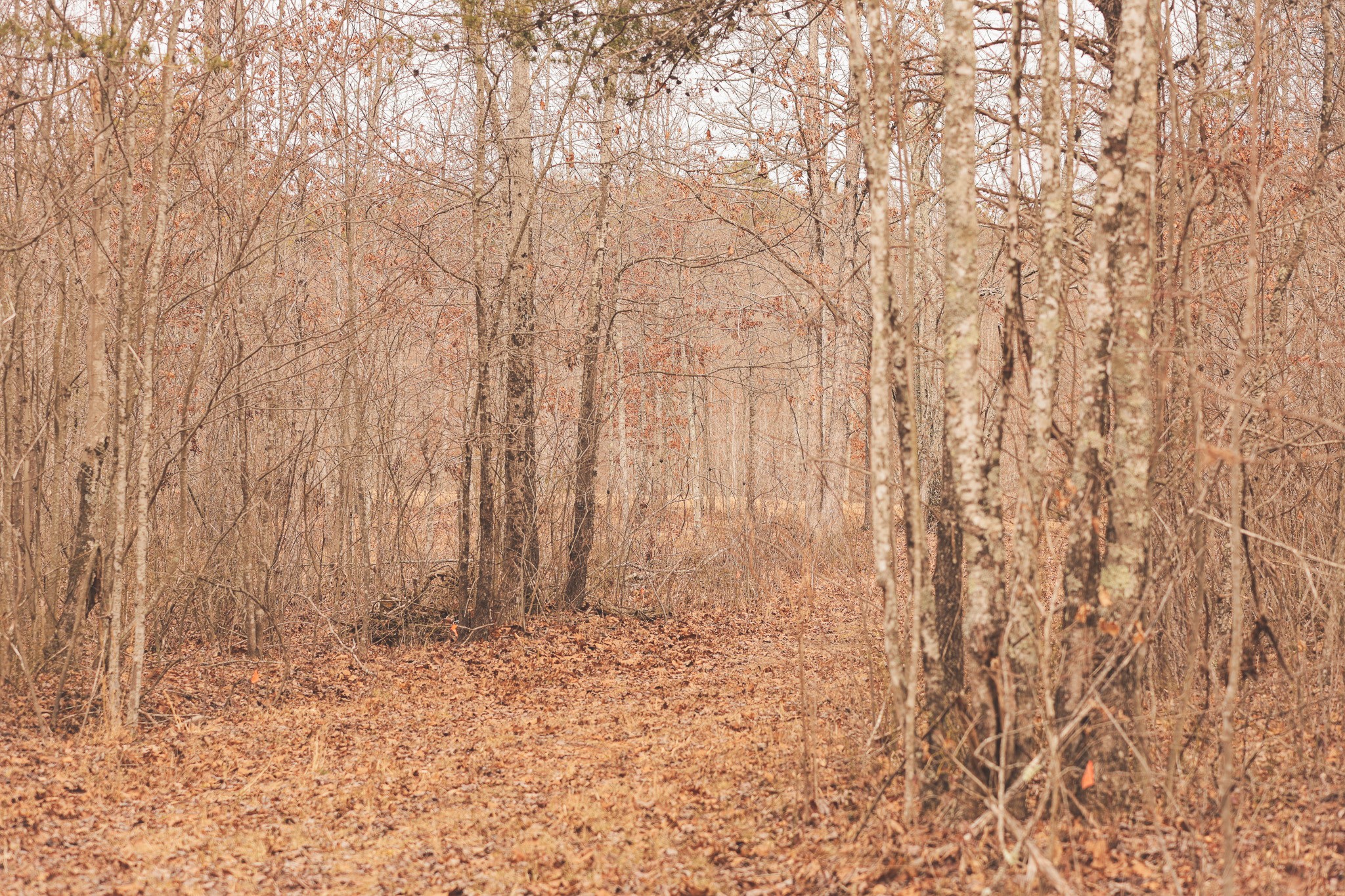 1555 Palmer Firetower Road Palmer TN 37365