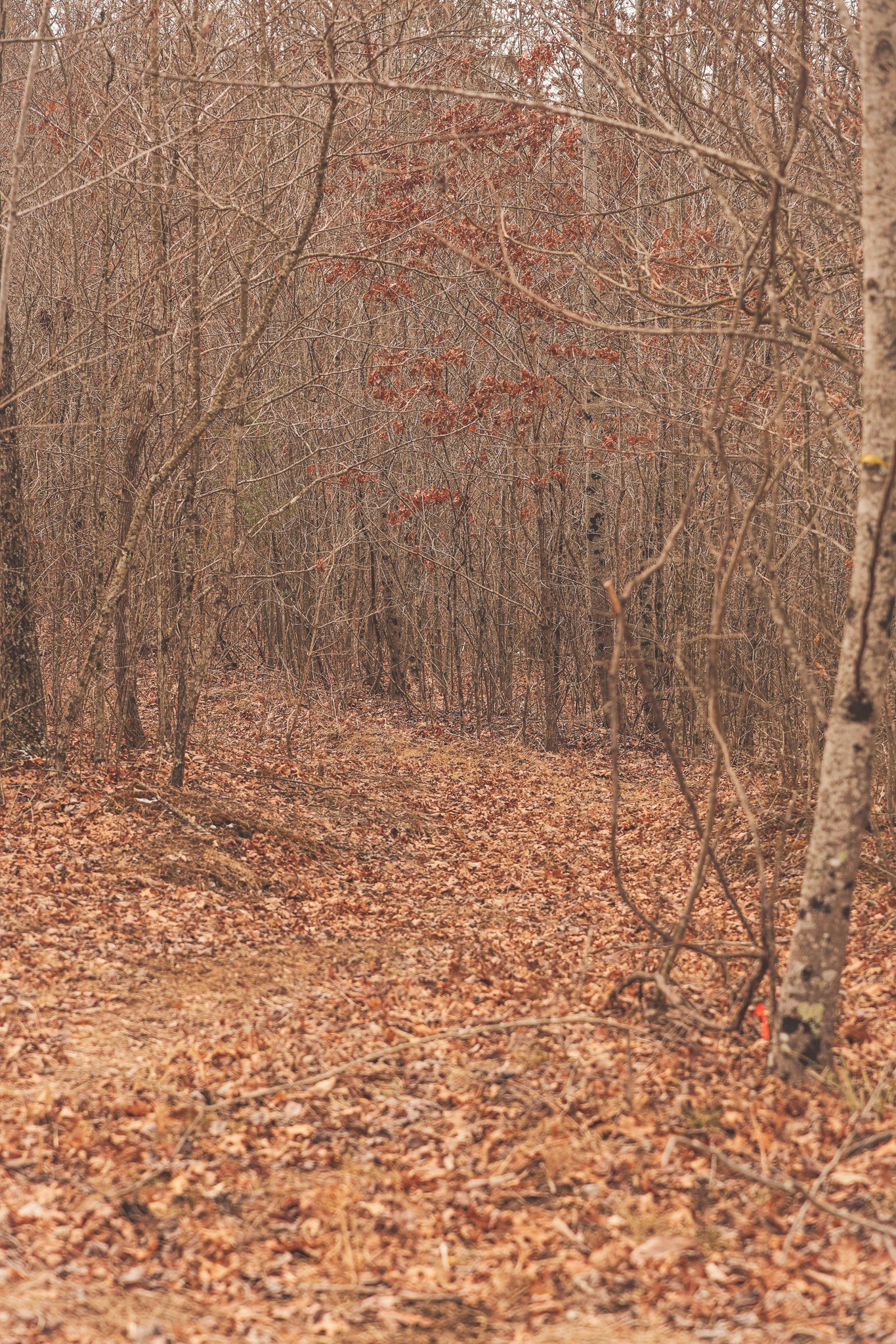 1555 Palmer Firetower Road Palmer TN 37365