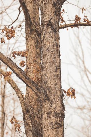 1555 Palmer Firetower Road Palmer TN 37365