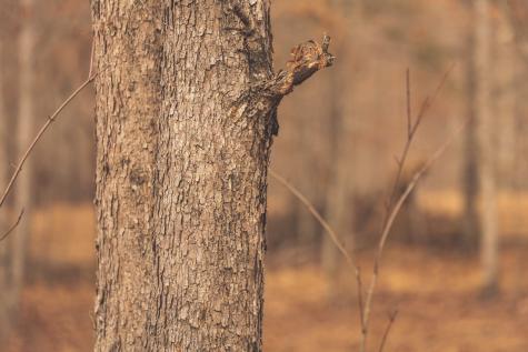 1555 Palmer Firetower Road Palmer TN 37365