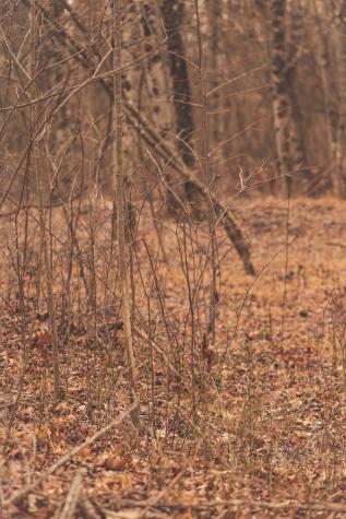 1555 Palmer Firetower Road Palmer TN 37365